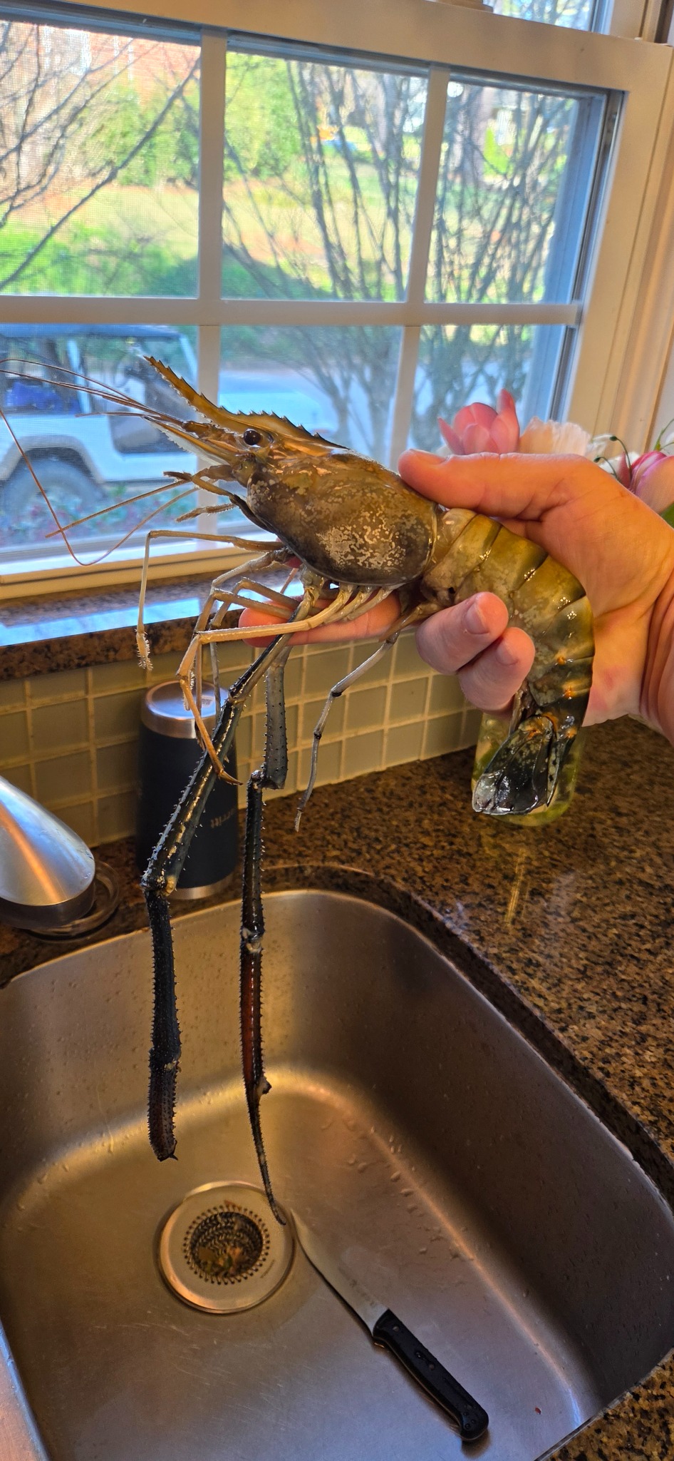 Large giant freshwater prawn held by hand