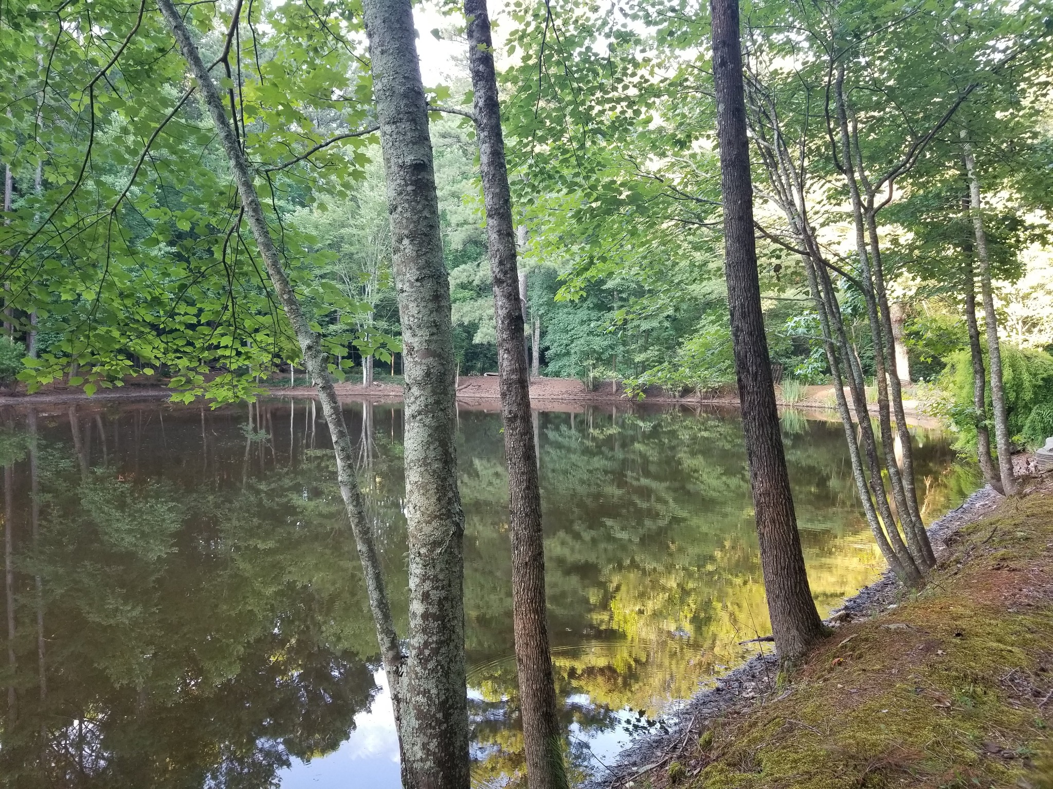 Wooded bank of the historic pond at Merritt's Farm