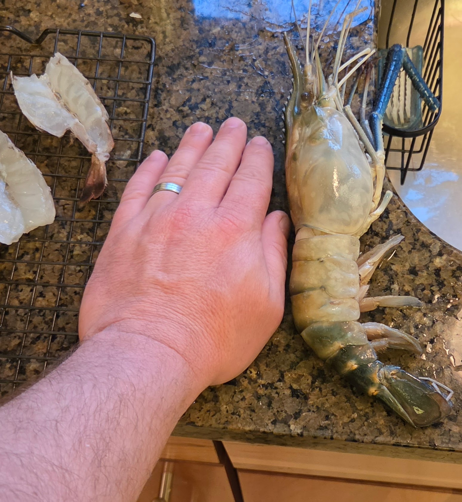 Giant freshwater prawn prepared beside a hand for scale